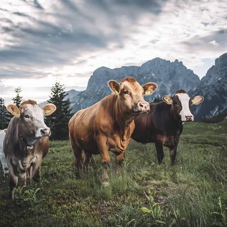 Lodge Gesaeuse-lodge *